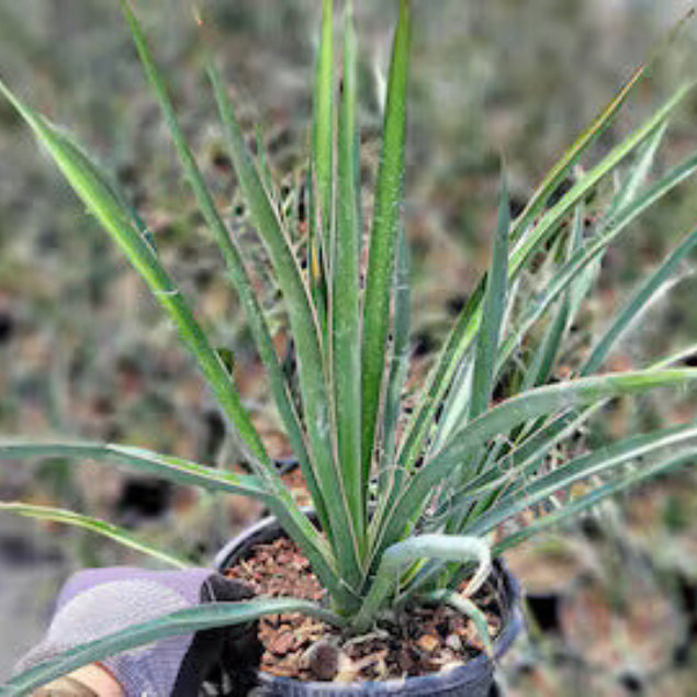 Yucca Elata Seeds