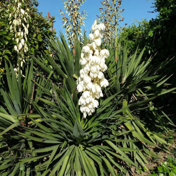 Yucca Seeds – Hardy Desert Plant
