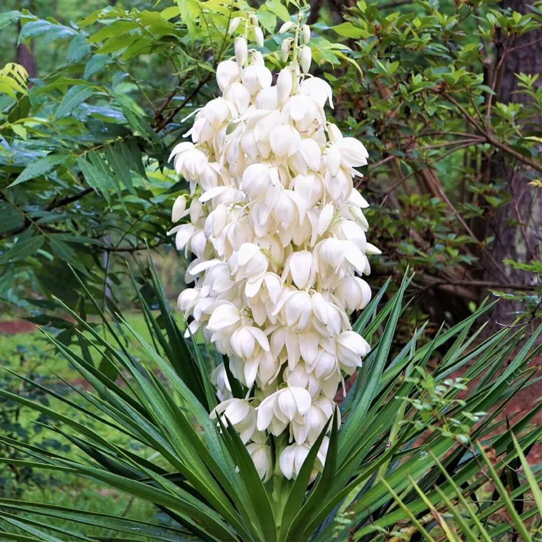 Yucca Plant Seeds - Flower Plant