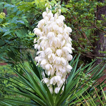 Yucca Plant Seeds - Flower Plant