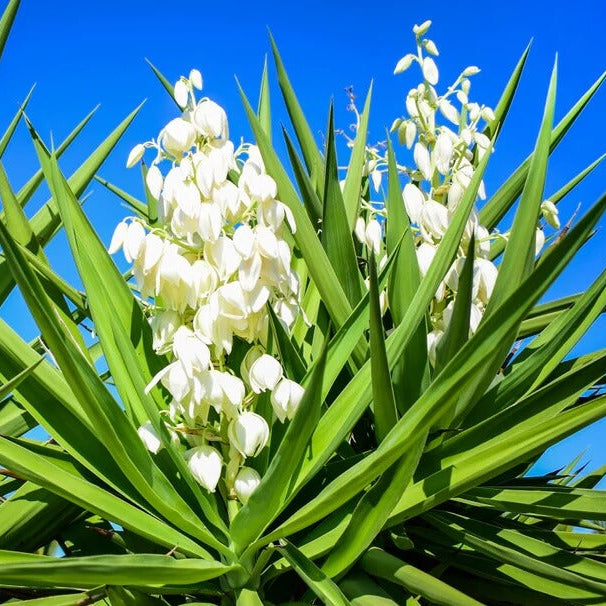 Yucca Plant Seeds - Flower Plant