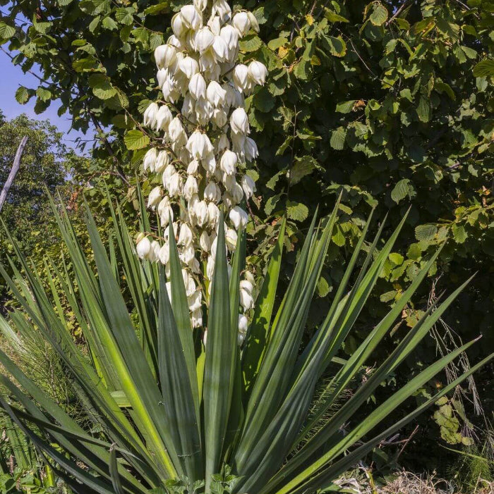Yucca Seeds