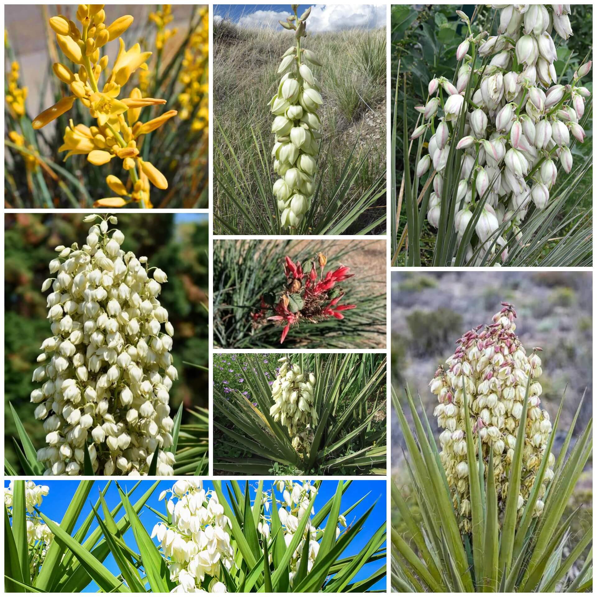 Yucca Seeds - All In One For Home Gardens