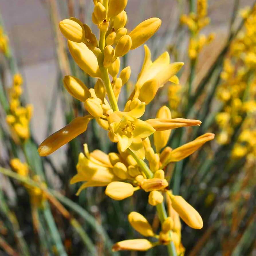 Yucca Seeds - All In One For Home Gardens