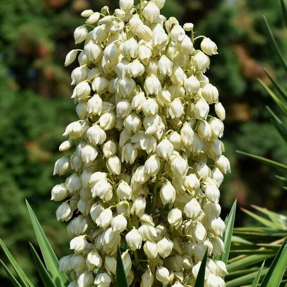 Yucca Seeds - All In One For Home Gardens