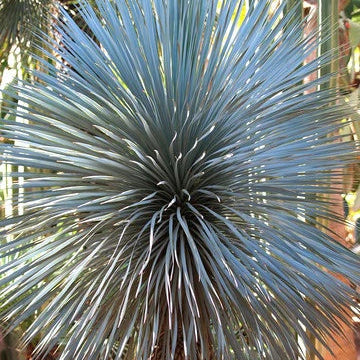 Yucca Seeds – Blue Rostrata
