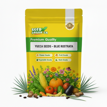 Yucca Seeds – Blue Rostrata