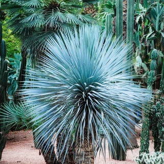 Yucca Seeds – Blue Rostrata