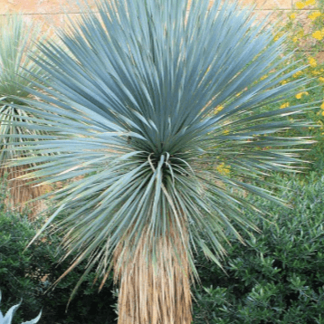 Yucca Seeds – Blue Rostrata