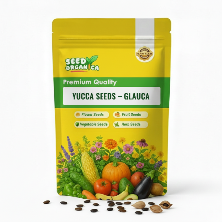 Yucca Seeds – Glauca
