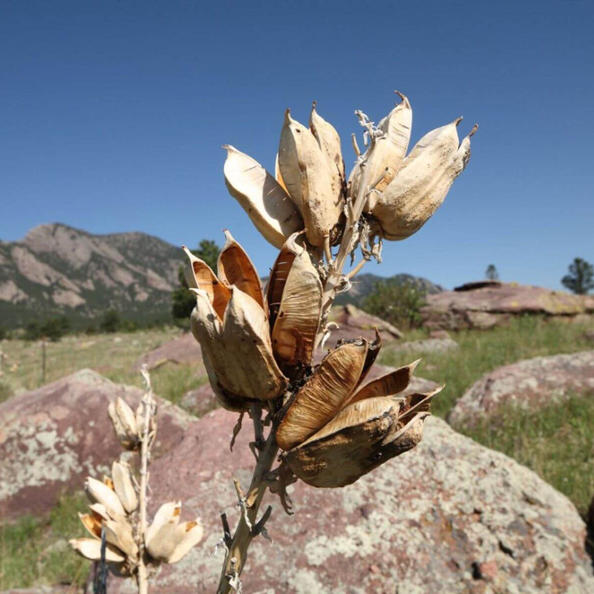 Yucca Seeds – Majestic