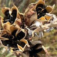 Yucca Seeds – Majestic