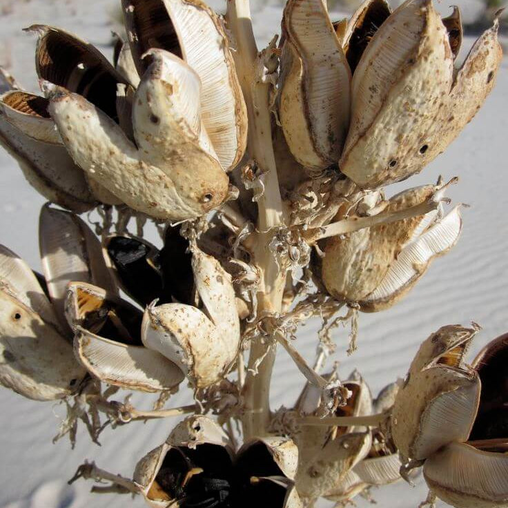 Yucca Seeds – Majestic