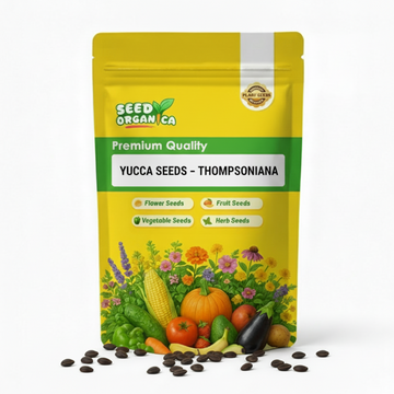 Yucca Seeds – Thompsoniana