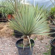Yucca Seeds – Thompsoniana