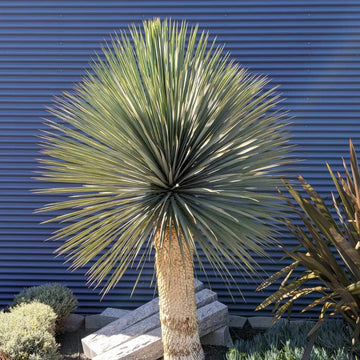Yucca Seeds – Thompsoniana