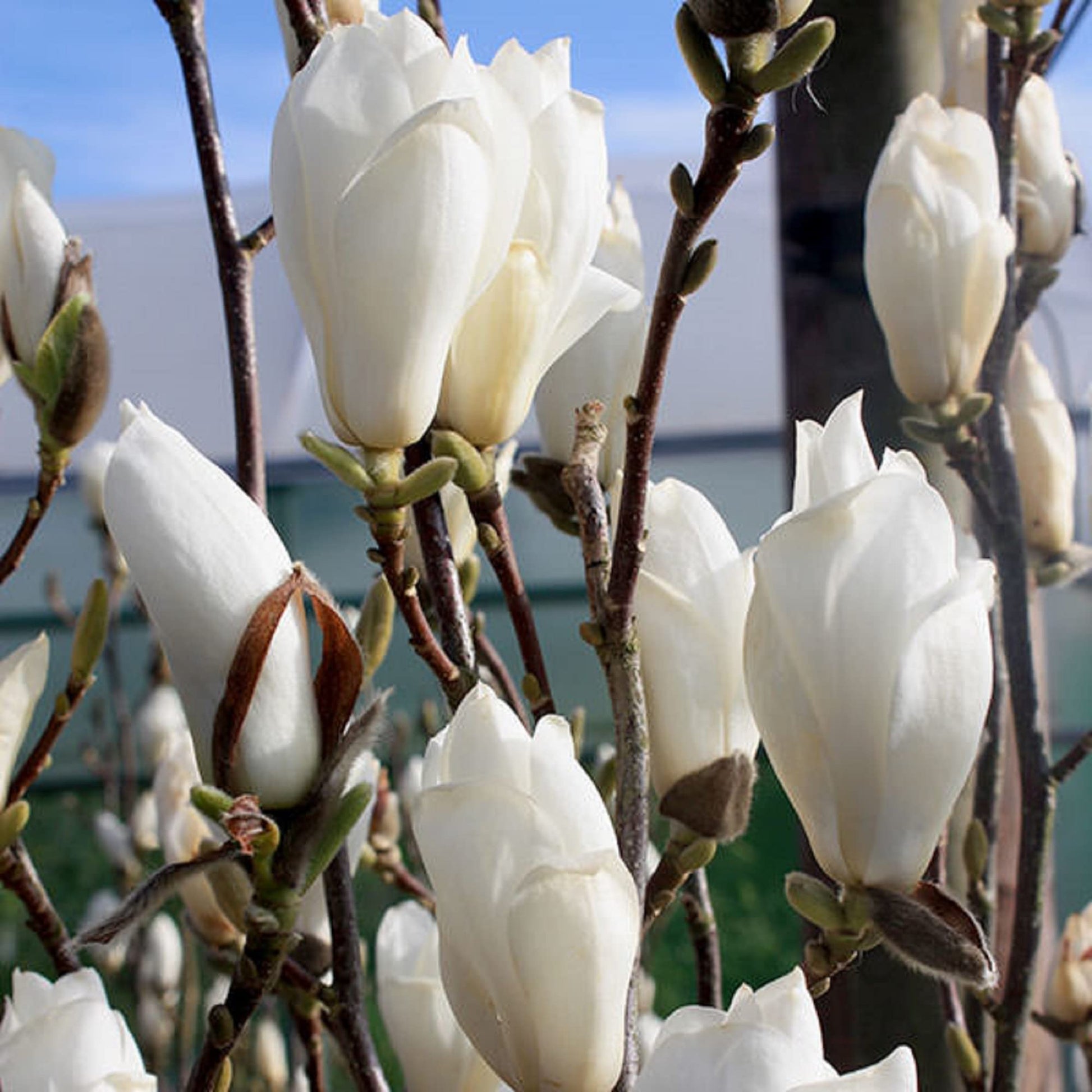Yulan Magnolia Seeds – Large White Blooms