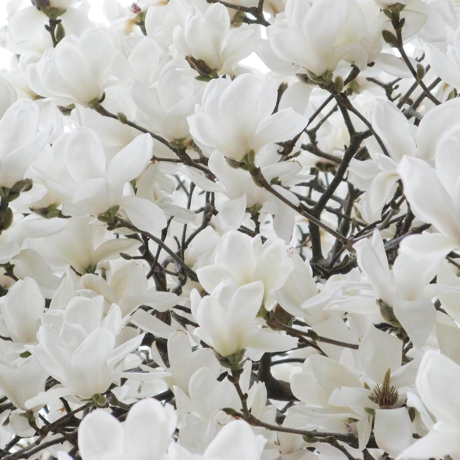 Yulan Magnolia Seeds 