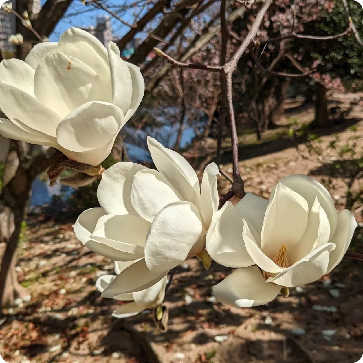Yulan Magnolia Seeds 