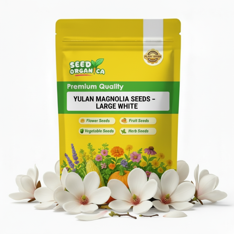 Yulan Magnolia Seeds – Large White