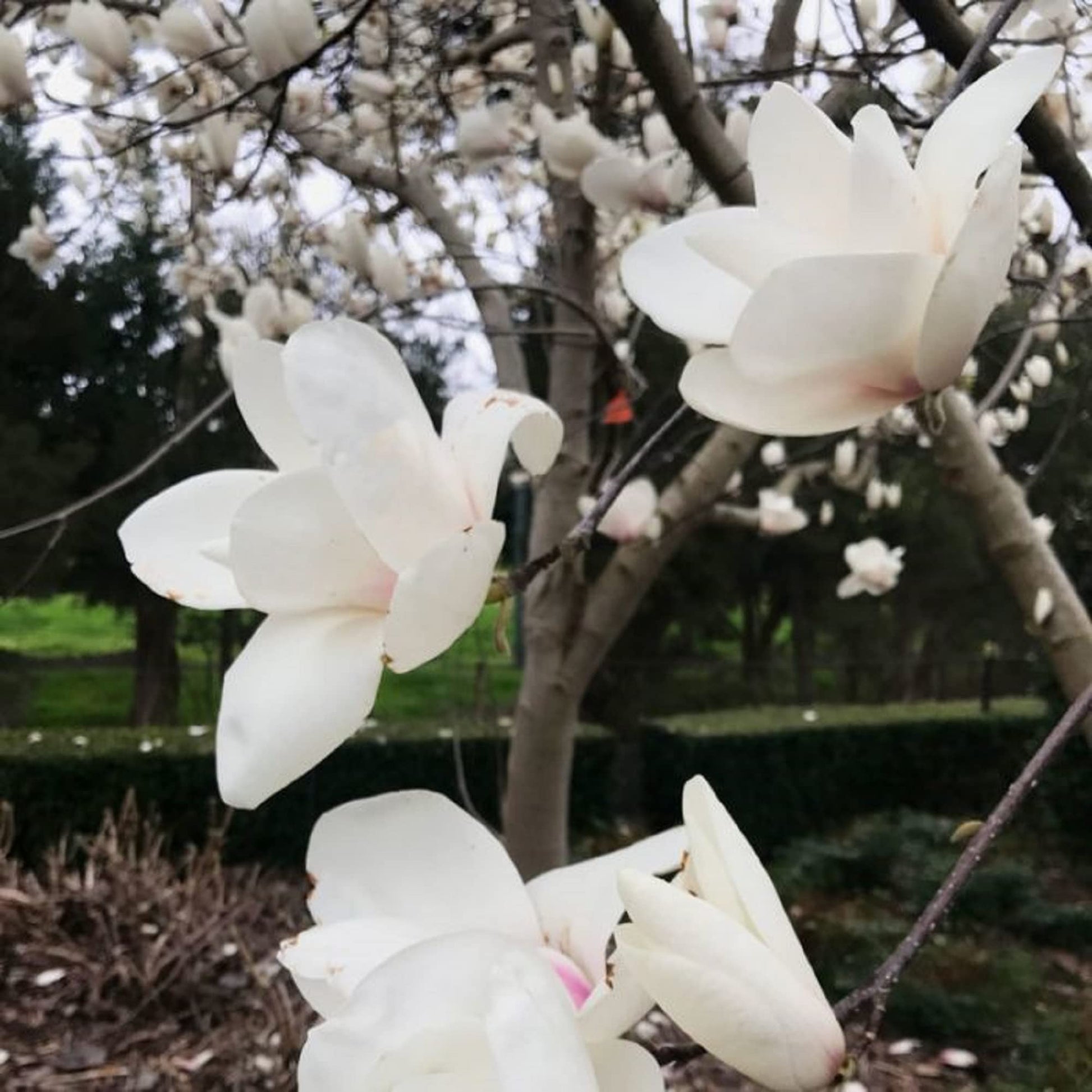 Yulan Magnolia Seeds – Large White Blooms