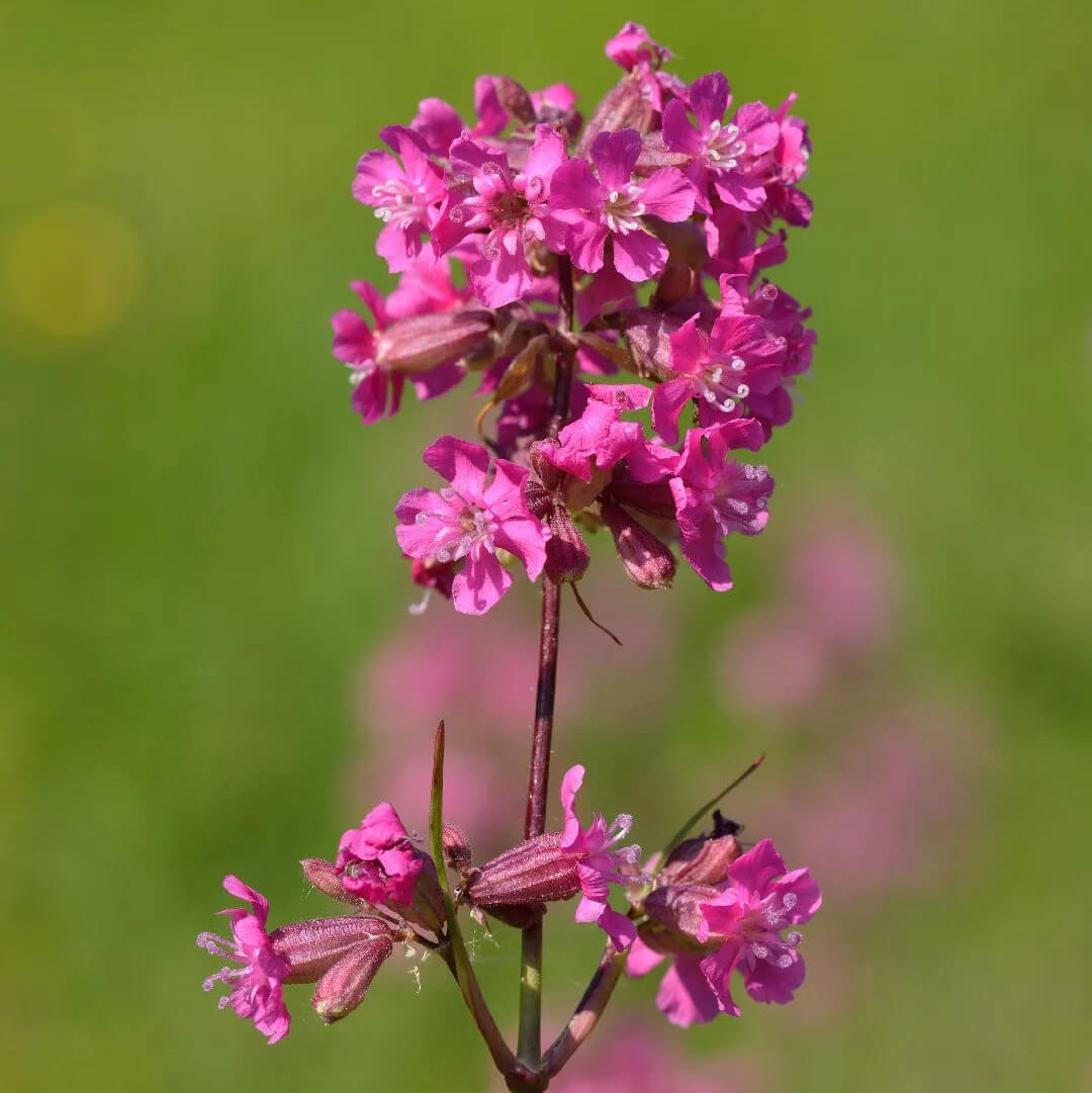 Yunnanensis Lychnis Seeds 