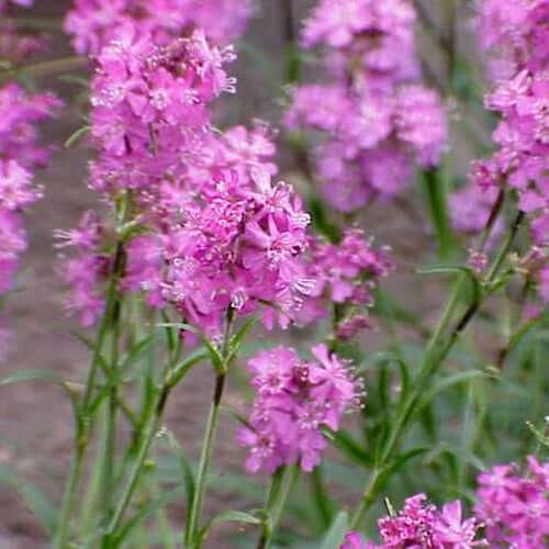 Yunnanensis Lychnis Seeds 