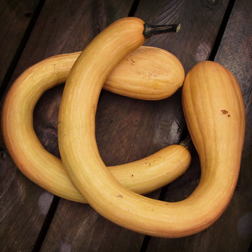 Squash Seeds – Tromboncino