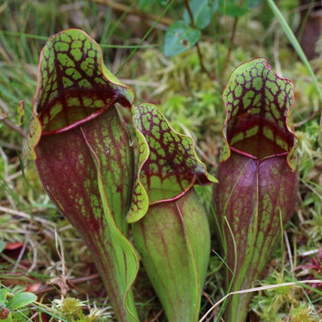 Pitcher Plant Seeds – Lovely