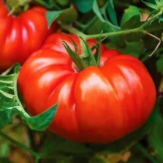 Zac Tomato Seeds