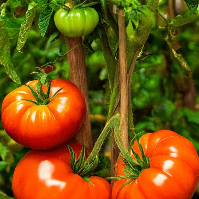 Zac Tomato Seeds