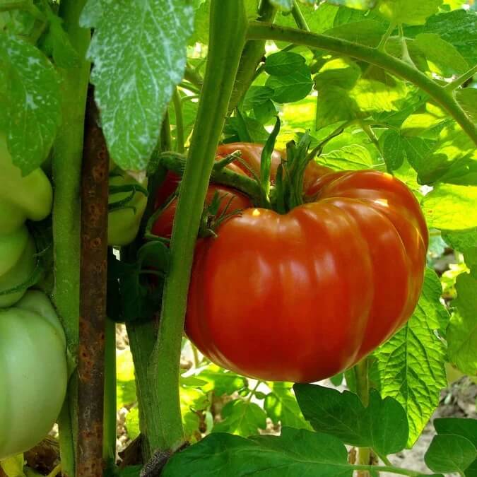Zac Tomato Seeds