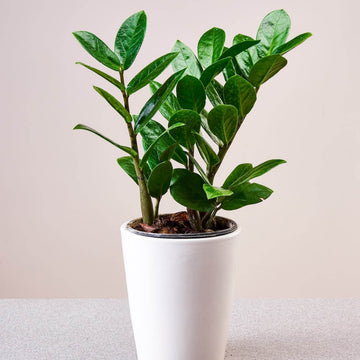 Zamioculcas Zamiifolia Seeds - Flower Plant