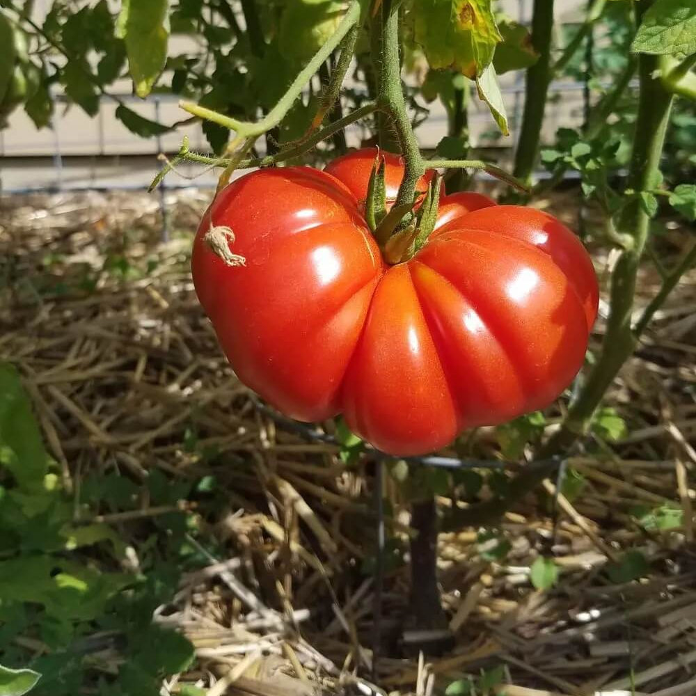 Zapotec Tomato Seeds