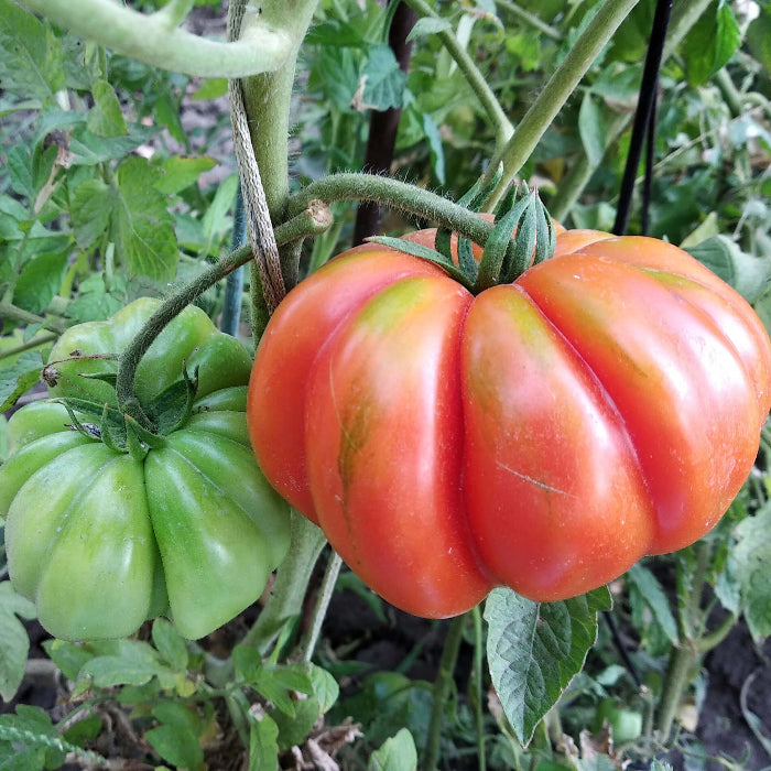 Zapotec Tomato Seeds