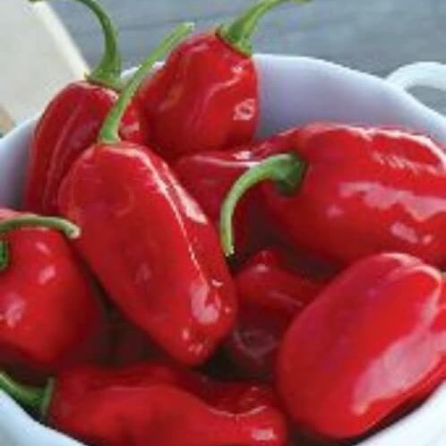 Zavory Pepper Seeds 