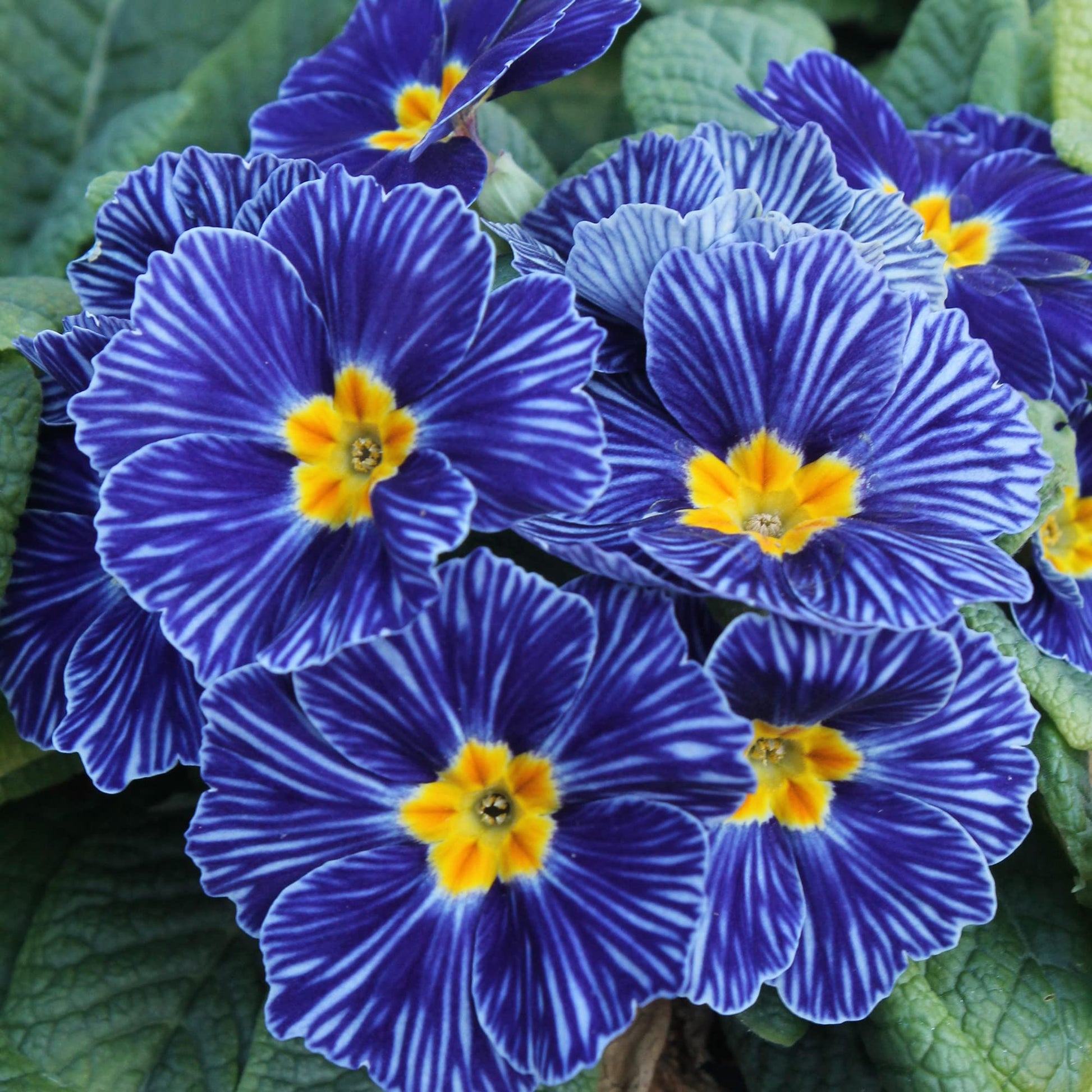Zebra Blue Primula Seeds