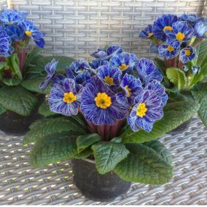 Zebra Blue Primula Seeds