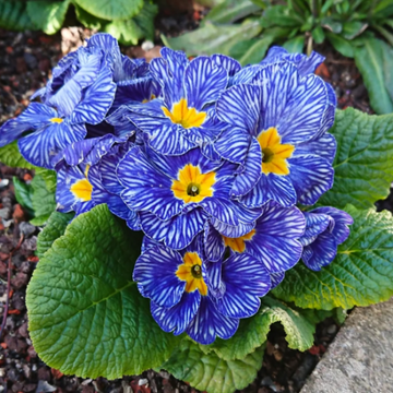 Zebra Blue Primula Seeds