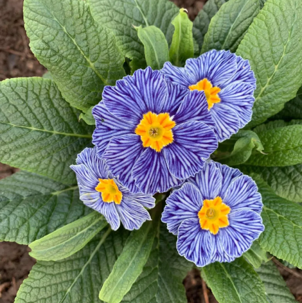 Zebra Blue Primula Seeds