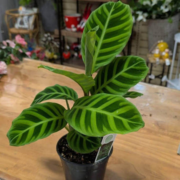 Zebra Leaf Plant Seeds