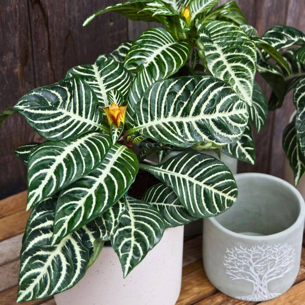 Zebra Leaf Plant Seeds