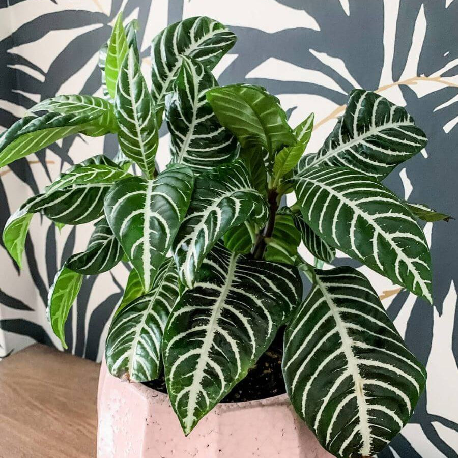 Zebra Leaf Plant Seeds