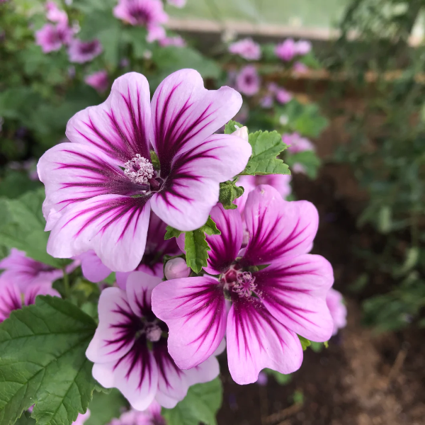 Zebra Mallow Seeds