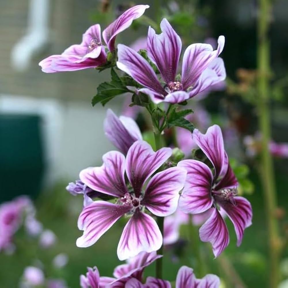 Zebra Mallow Seeds