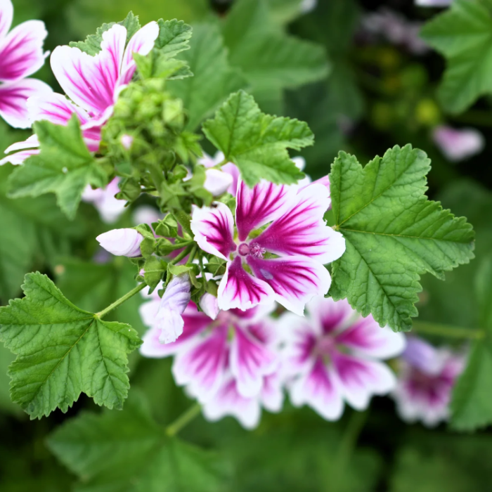 Zebra Mallow Seeds