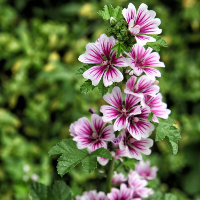 Zebra Mallow Seeds