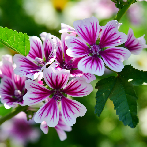 Zebra Mallow Seeds