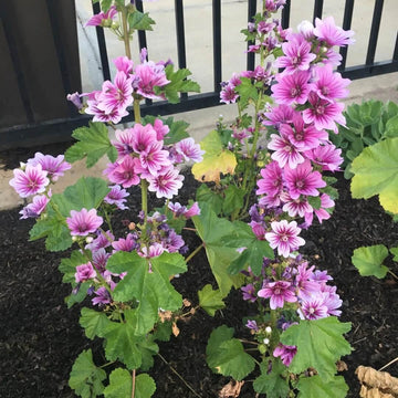 Zebra Mallow Seeds 