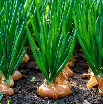 Zebrune Shallot Seeds